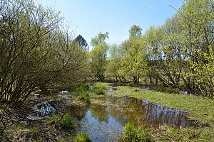 Schleswig-Holstein, Bark, Wittenborner Heide NIK 6033.jpg