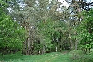 Schleswig-Holstein, Heidmühlen, Stellbrookmoor NIK 0909.JPG