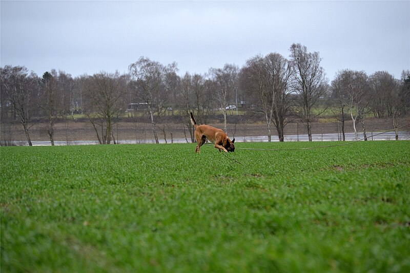 File:Schutzhund trial, tracking test.jpg