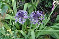 Scilla peruviana