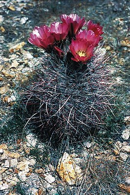 Sclerocactus polyancistrus in flower in Nevada.