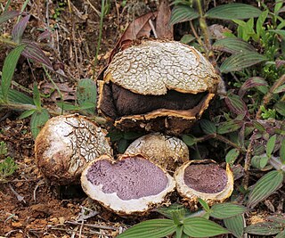 <i>Scleroderma</i> (fungus) Genus of fungi