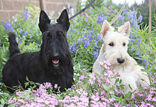 https://upload.wikimedia.org/wikipedia/commons/thumb/8/84/Scottish_Terriers.jpg/220px-Scottish_Terriers.jpg