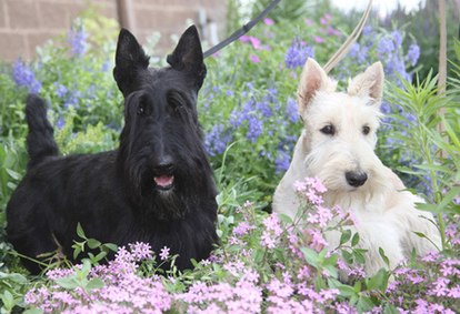 A black and a wheaten Scottish Terrier