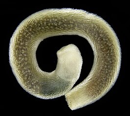 Scutopus robustus