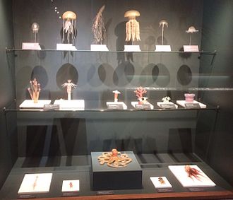 A sample of the Blaschka invertebrate models Sea Creatures in Glass.jpg