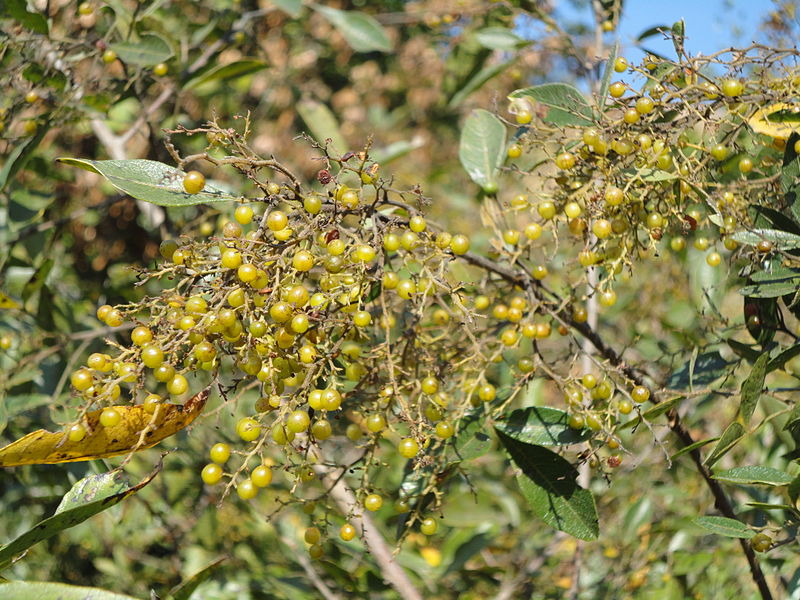 File:Searsia rehmanniana, vrugte, Louwsburg.jpg