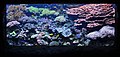 Een koraalaquarium in het aquarium van Seattle.
