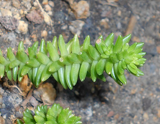 Sedum goldmanii 2017-05-31 2200