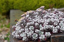 Cultivar of Sedum spathulifolium var. purpureum Sedum spathulifolium purpureum CNS-2021-048 D7200 2021 00345.jpg