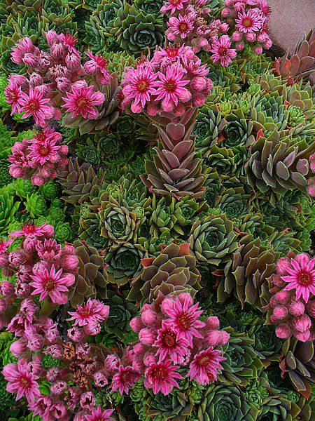 File:Sempervivum marmoreum erythraeum 001.JPG