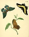 148. Papilio polycaon (= Papilio androgeus)