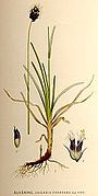 Sesleria uliginosa