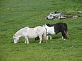Shetland ponies6.jpg