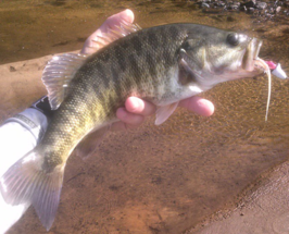 Micropterus cataractae