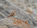 Short-eared Owl (Asio flammeus) (45695396665).jpg