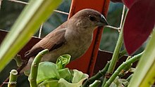 Silverbill Sitting in plant Sillverbill-Sitting.jpg