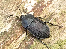 Silpha tristis (Silphidae) - (ayol), Oostvaardersbos, Niderlandiya - 2.jpg