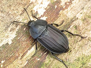 <i>Silpha tristis</i> Species of beetle