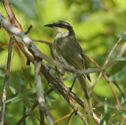 Lichenostomus virescens