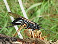 ノクチリオキバチの成虫。キバチは腰が太い原始的なハチである。