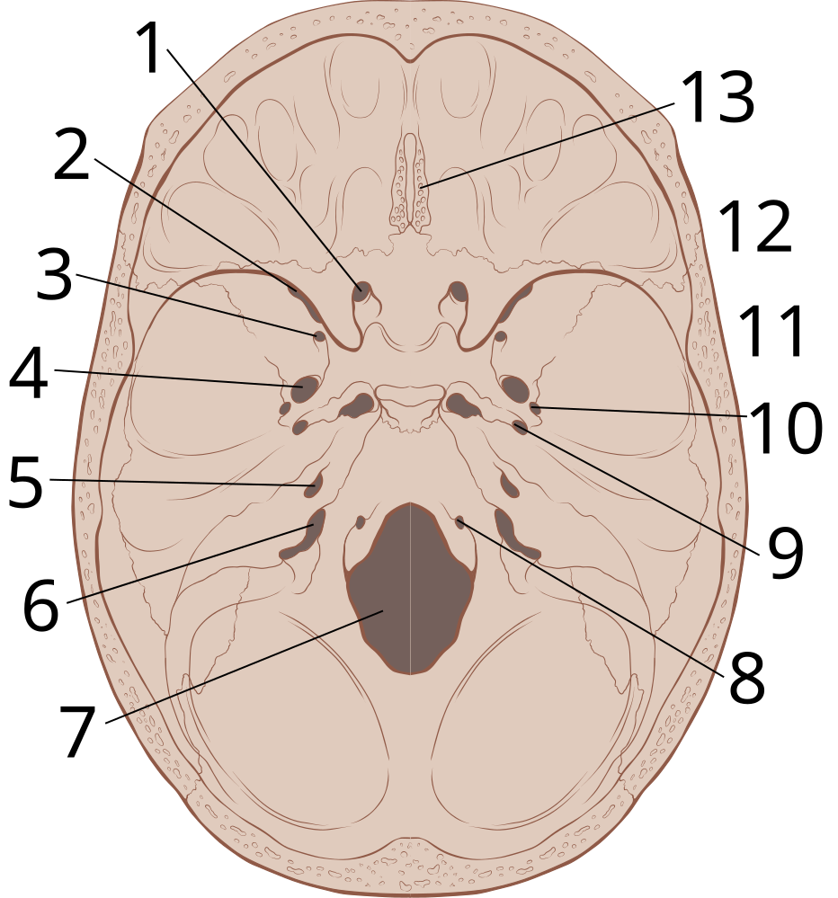 Base Of Skull-avatar