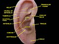 External ear. Right auricle. Lateral view.