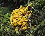 Slime Mold Olympic National Park North Fork Sol Duc.jpg
