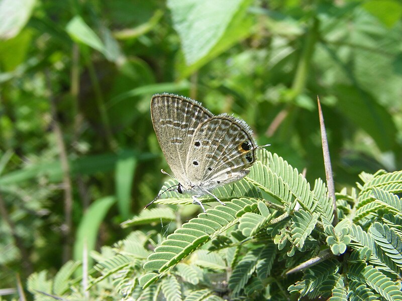 File:Small Cupid Chilades parrhasius Female by Dr. Raju Kasambe DSCF4683 (63).jpg