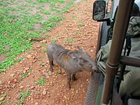 חזיר יבלות קטן ניגש למדריך לקבל לטיפה בשמורת דרום לואנגה בזמביה. לדברי המדריך הם כבר מכירים. המדריך קרא לו והוא ניגש
