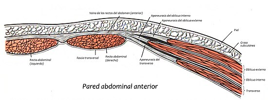Músculos del Abdómen (referencia Google)