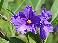 Solanum aviculare, Psianka ptasia, 2020-09-20