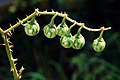 Solanum carolinense 1120248.jpg
