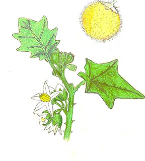 <i>Solanum lasiocarpum</i> Species of flowering plant