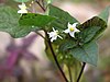 Solanum nigrum.jpg