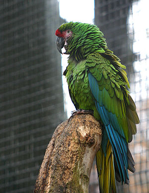 Little soldier macaw (Ara militaris)