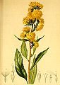 Solidago alpestris (Solidago virgaurea)