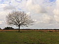 Solitaire eik (Quercus robur) in een imponerend landschap. Locatie, natuurgebied Delleboersterheide – Catspoele.