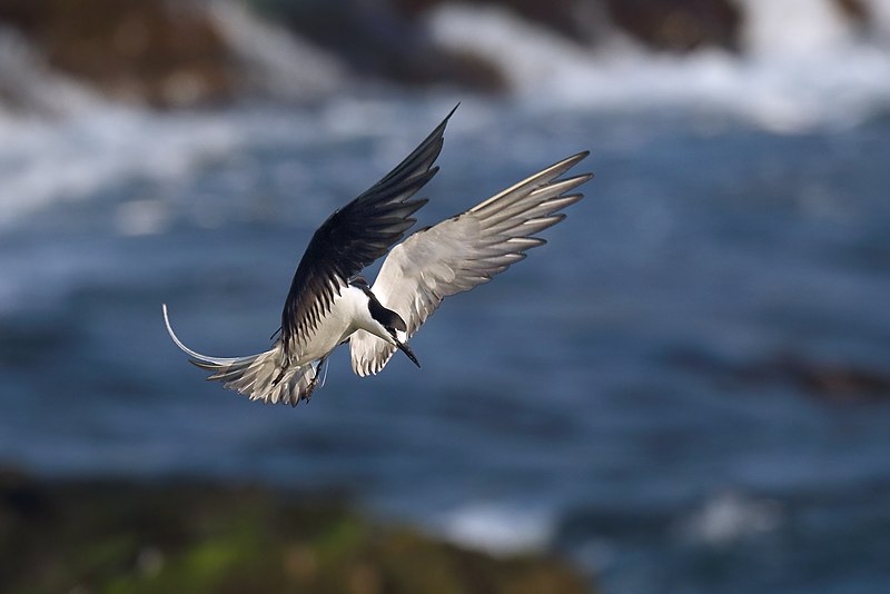 File:Sooty Tern (Onychoprion fuscatus) (38663721366).jpg