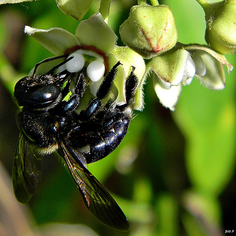 Queen Carpenter Bee - Is There Such a Thing?