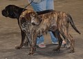 Spanish Alano, brown brindle