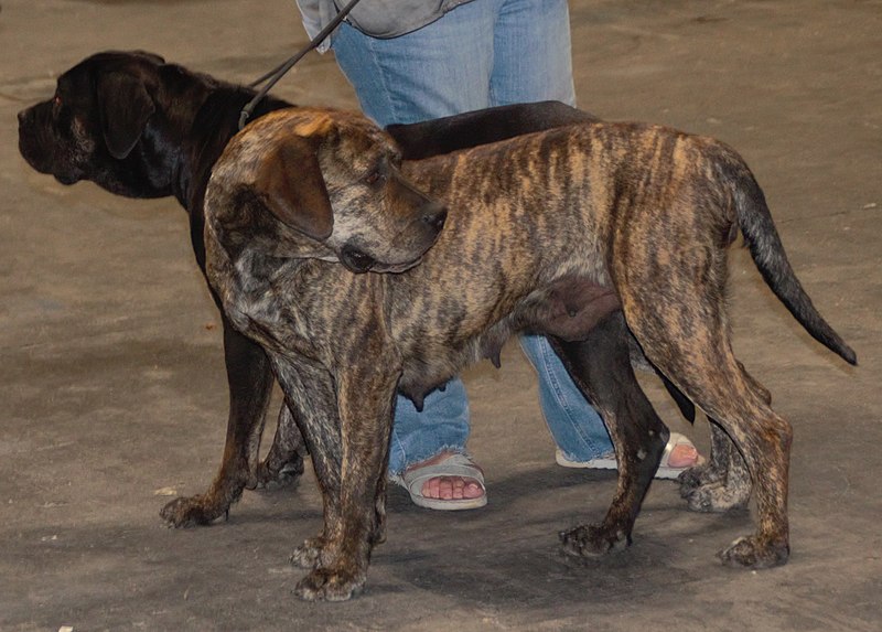 File:Spanishalanobrindle1.jpg