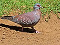 Speckled Pigeon (Columba guinea) (7034712403).jpg