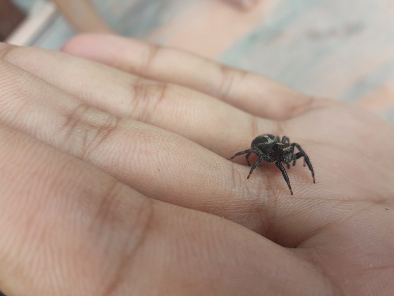 File:Spider20170927 142921.jpg