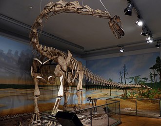 Mounted Spinophorosaurus on display in the museum. Spinophorosaurus in Braunschweig.jpg