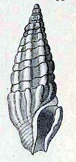 <i>Splendrillia lucida</i> Species of gastropod