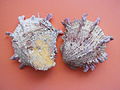 Spondylus americanus