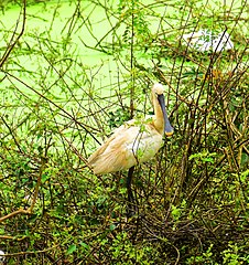 Eurasian Spoonbill