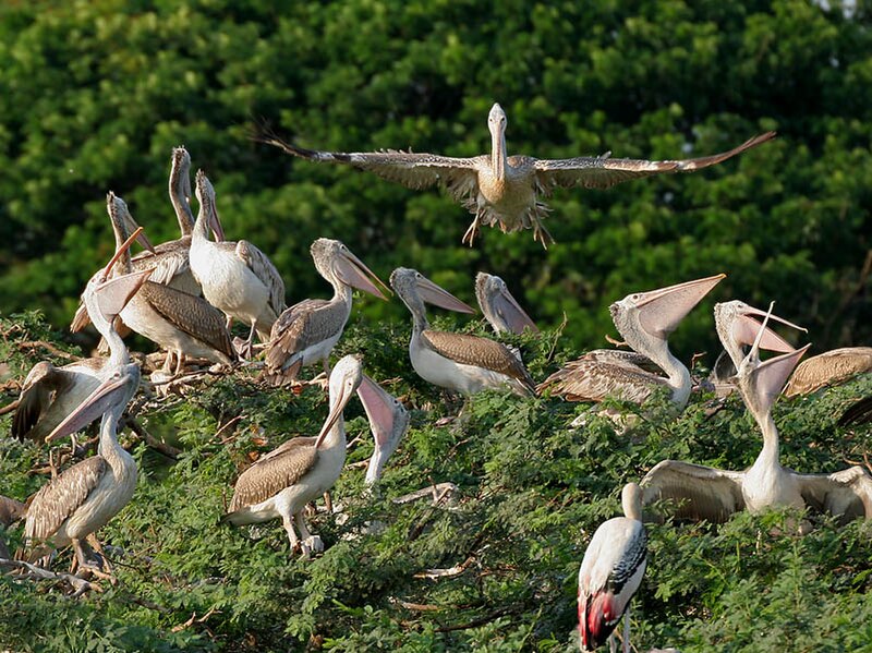 File:Spot-billed Pelican (Pelecanus philippensis) coming with feed W IMG 7302.jpg