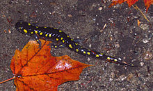 Spotted Salamander, Cantley, Quebec.jpg